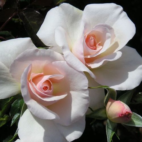 Virágágyi floribunda rózsa - Rózsa - Pearl Abundance® - Online rózsa vásárlás